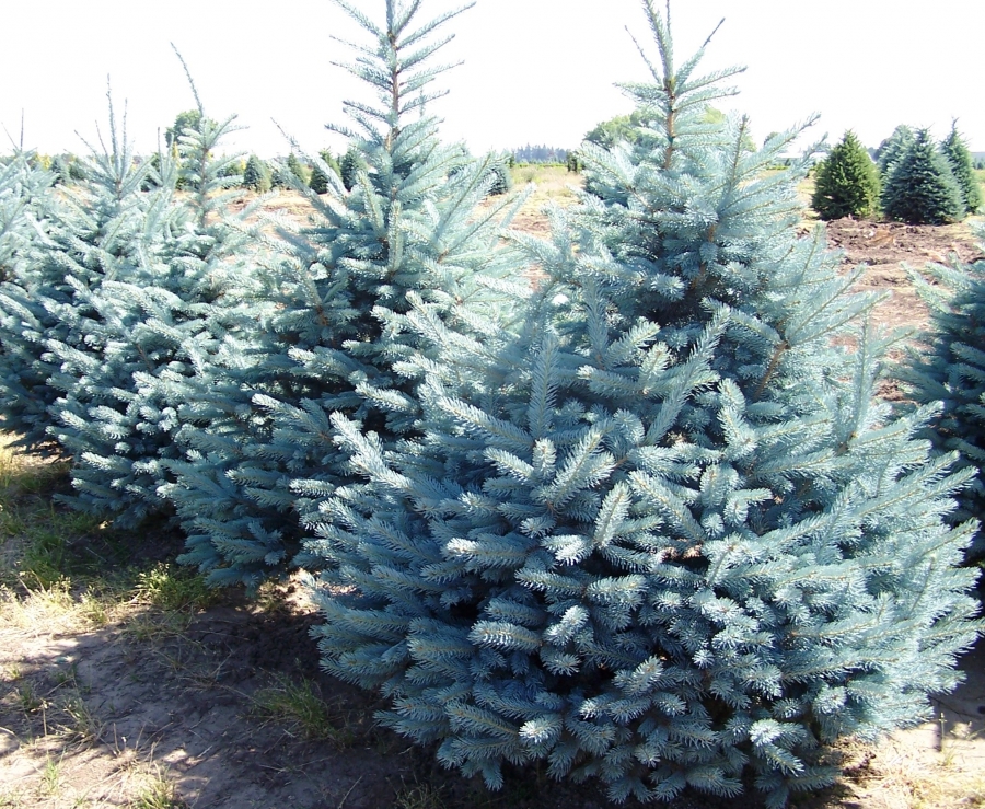 Fat Albert Blue Spruce